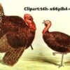 Clipart:t4h-x66pih4= turkey