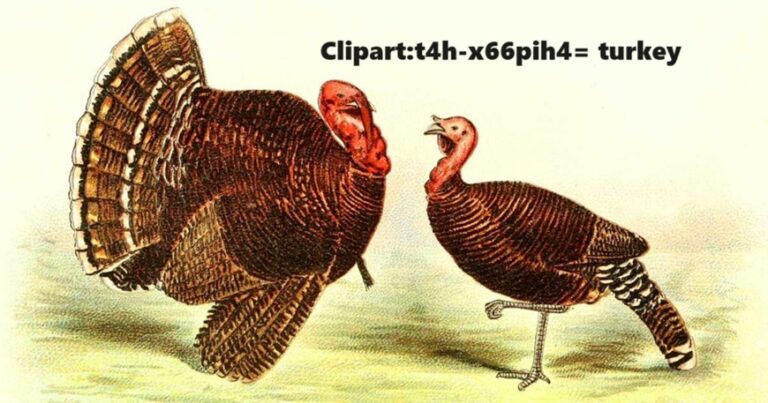 Clipart:t4h-x66pih4= turkey